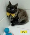 BOB