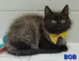 BOB
