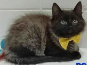 Gato raça srd bicolor idade 2 a 6 meses nome BOB