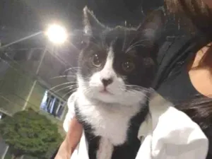 Gato raça Peludinho idade 2 a 6 meses nome Jasmim