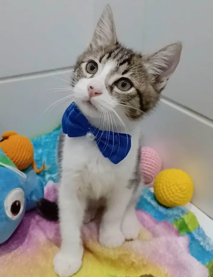 Gato ra a srd bicolor idade 2 a 6 meses nome RICK