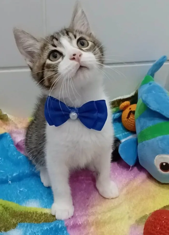 Gato ra a srd bicolor idade 2 a 6 meses nome RICK