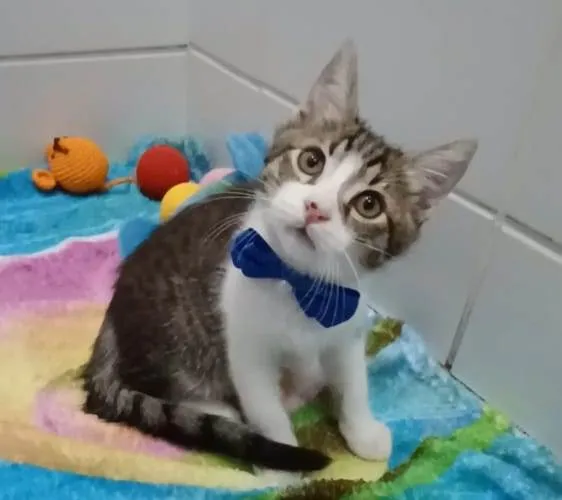 Gato ra a srd bicolor idade 2 a 6 meses nome RICK