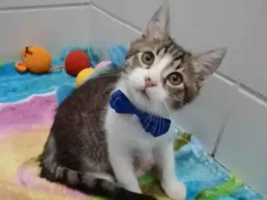 Gato raça srd bicolor idade 2 a 6 meses nome RICK