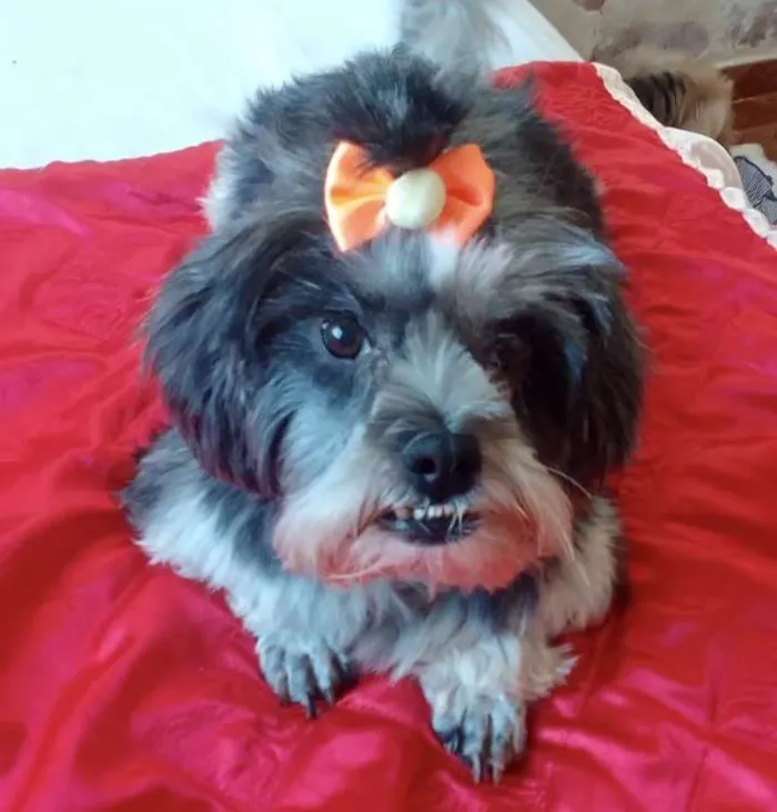 Cachorro ra a Mestiça  idade 2 anos nome Bebel 