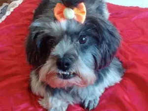 Cachorro raça Mestiça  idade 2 anos nome Bebel 