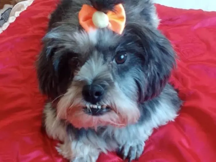 Cachorro ra a Mestiça  idade 2 anos nome Bebel 