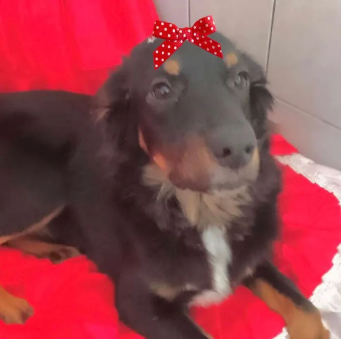 Cachorro ra a Mestiça  idade 1 ano nome Cacau 