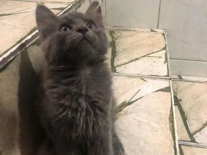 Gato ra a Srd  idade 2 a 6 meses nome Kyria