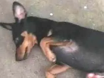 Cachorro ra a Vira lata idade 2 anos nome Sofi