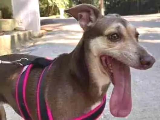 Cachorro ra a viralata idade 6 ou mais anos nome Sansa