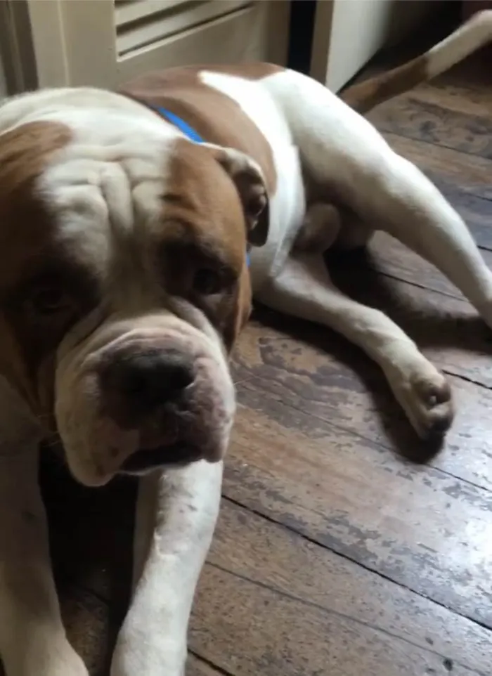 Cachorro ra a Buldog Campeiro  idade 6 ou mais anos nome Beni