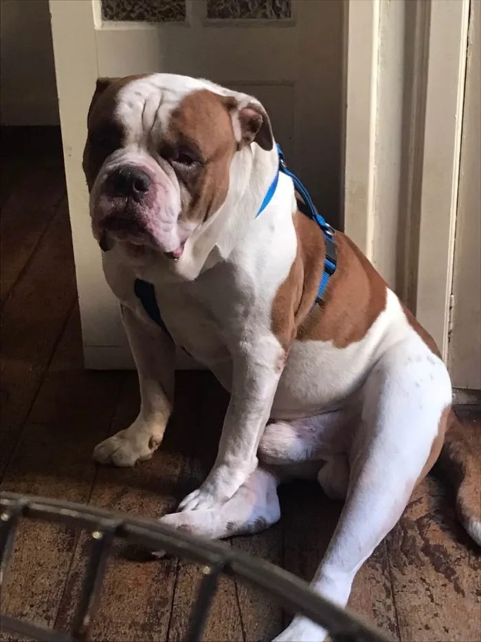Cachorro ra a Buldog Campeiro  idade 6 ou mais anos nome Beni
