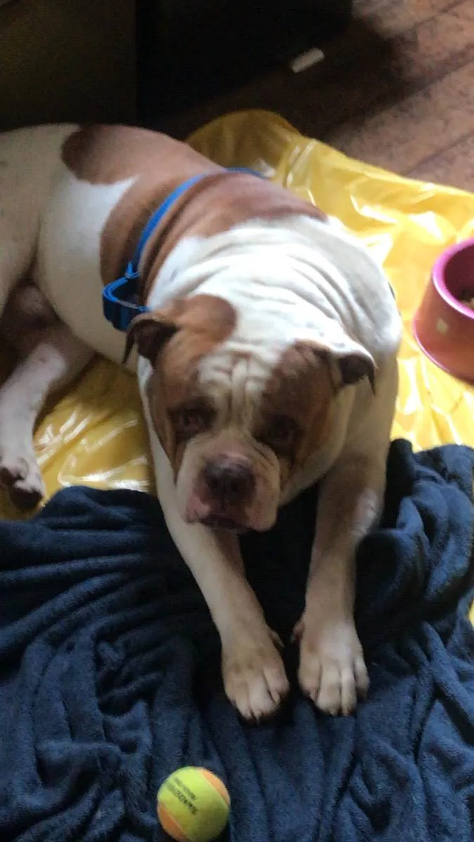 Cachorro ra a Buldog Campeiro  idade 6 ou mais anos nome Beni