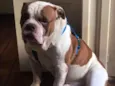 Beni