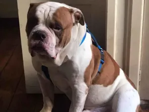 Cachorro raça Buldog Campeiro  idade 6 ou mais anos nome Beni