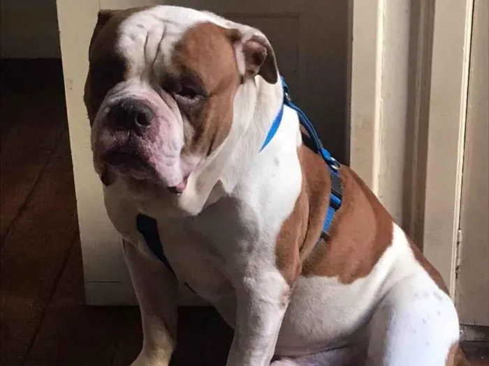 Cachorro ra a Buldog Campeiro  idade 6 ou mais anos nome Beni