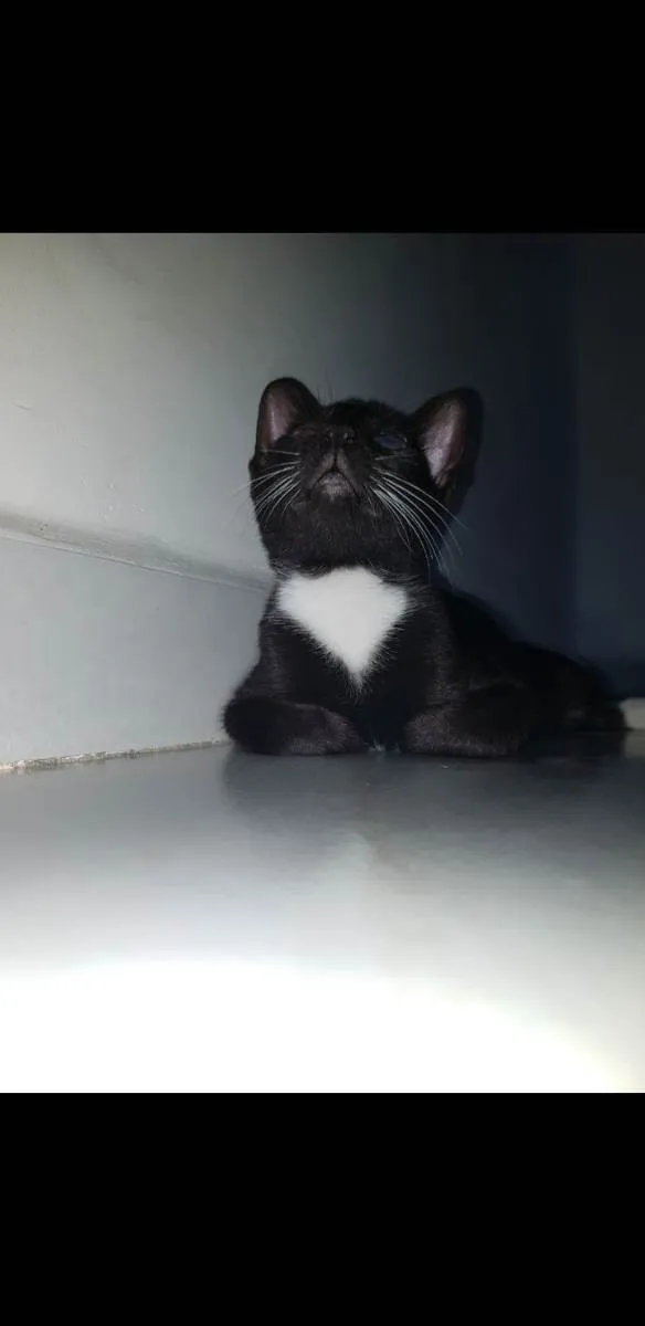 Gato ra a  idade 2 a 6 meses nome Catita