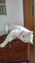 Daruco
