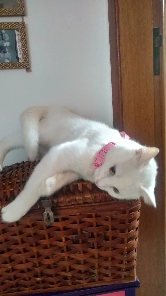 Gato raça Não sei  idade 1 ano nome Daruco