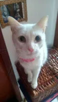 Daruco