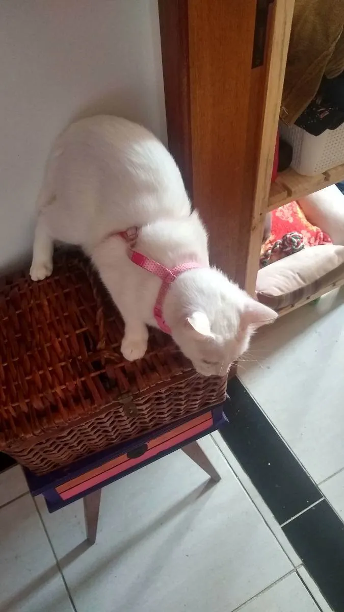 Gato raça Não sei  idade 1 ano nome Daruco