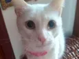 Daruco