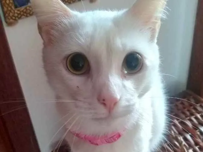 Gato raça Não sei  idade 1 ano nome Daruco
