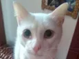 Daruco