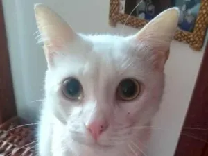 Gato raça Não sei  idade 1 ano nome Daruco