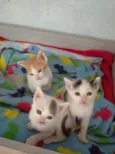 Jovem, Levi, Juma, M