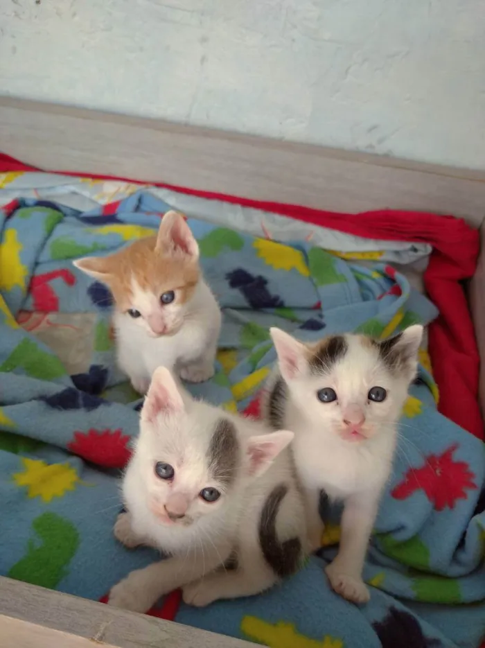 Gato ra a Indefinida idade Abaixo de 2 meses nome Jovem, Levi, Juma, M