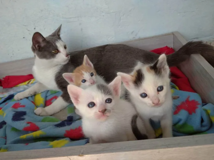 Gato ra a Indefinida idade Abaixo de 2 meses nome Jovem, Levi, Juma, M