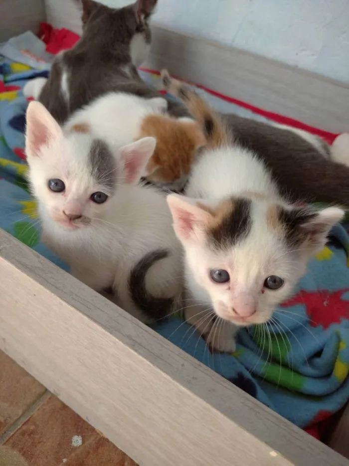 Gato ra a Indefinida idade Abaixo de 2 meses nome Jovem, Levi, Juma, M