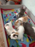 Jovem, Levi, Juma, M