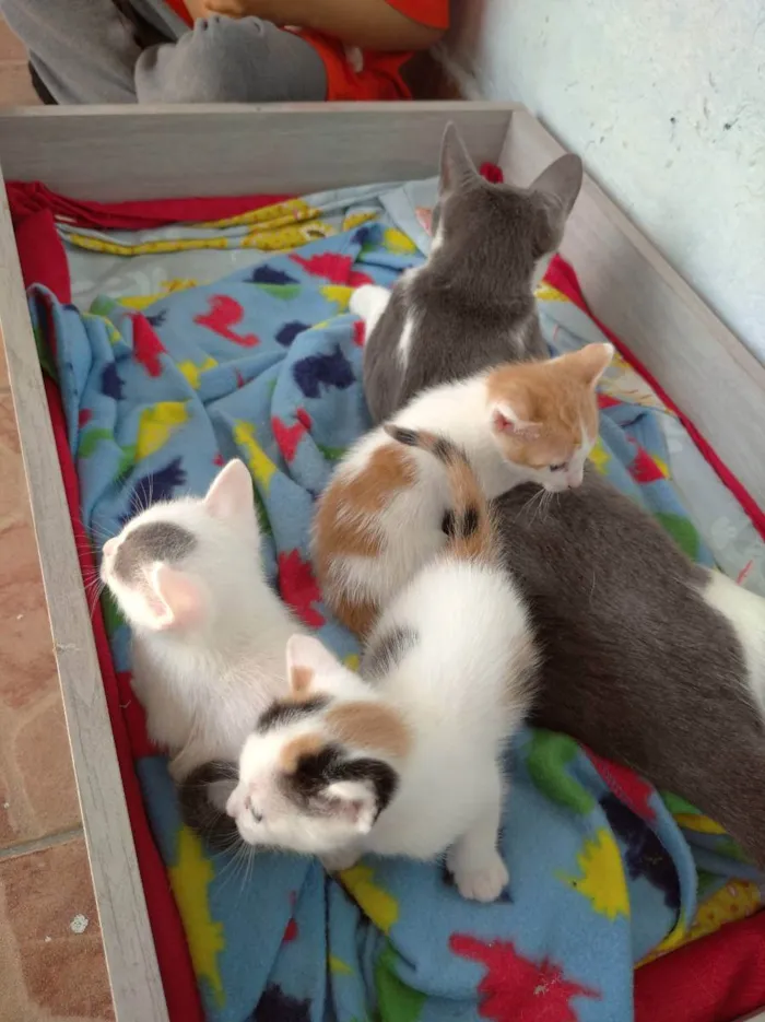 Gato ra a Indefinida idade Abaixo de 2 meses nome Jovem, Levi, Juma, M