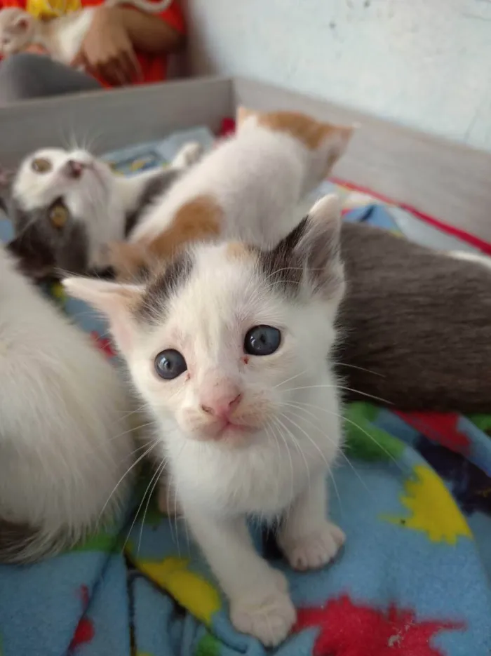 Gato ra a Indefinida idade Abaixo de 2 meses nome Jovem, Levi, Juma, M