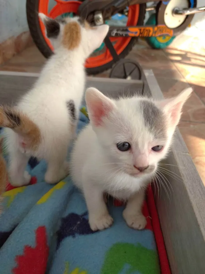 Gato ra a Indefinida idade Abaixo de 2 meses nome Jovem, Levi, Juma, M