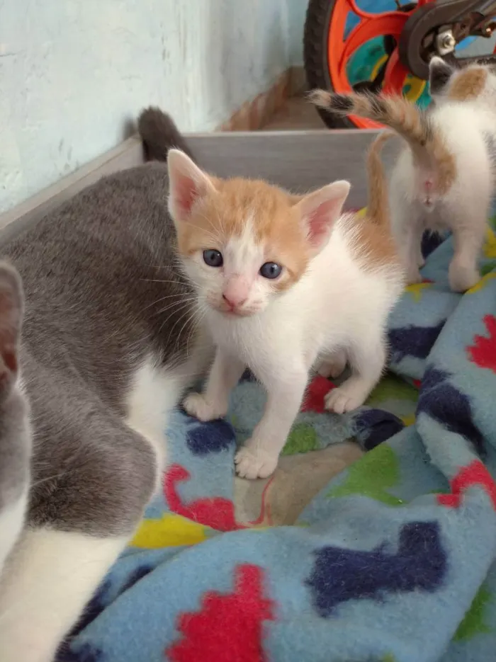 Gato ra a Indefinida idade Abaixo de 2 meses nome Jovem, Levi, Juma, M