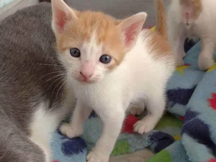 Gato ra a Sem raça  idade Abaixo de 2 meses nome Joventino 