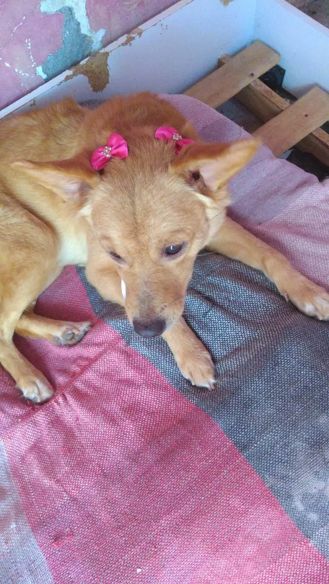 Cachorro raça Mestiça idade 3 anos nome Mel