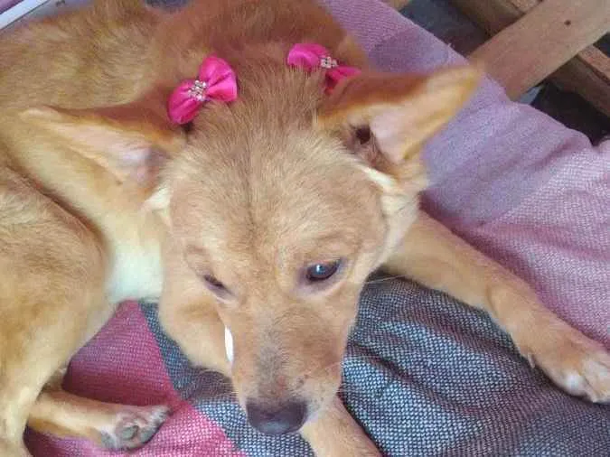 Cachorro raça Mestiça idade 3 anos nome Mel