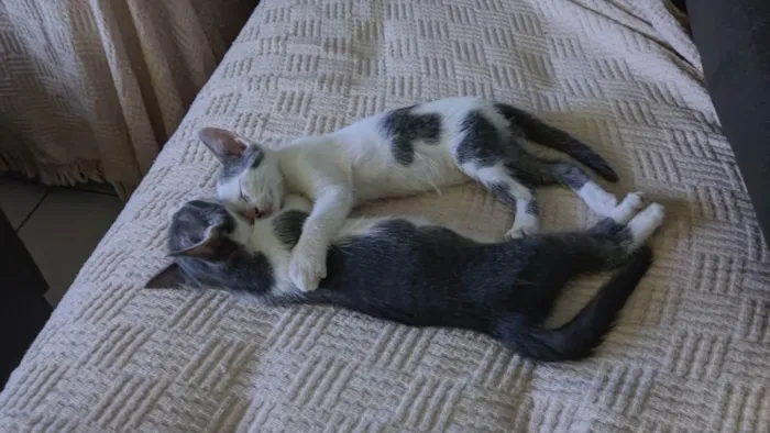 Gato raça Não sabemos  idade 2 a 6 meses nome Não tem nome 