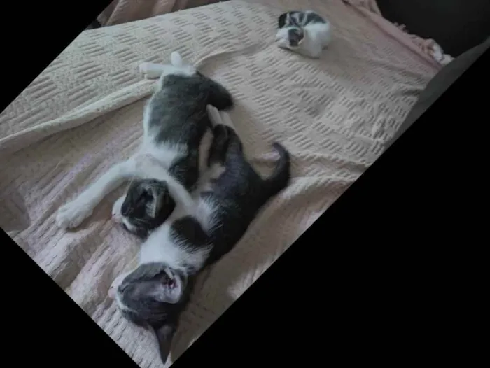Gato raça Não sabemos  idade 2 a 6 meses nome Não tem nome 