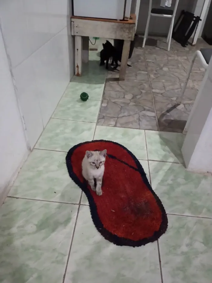 Gato ra a Filhote de cianesa idade 2 a 6 meses nome Tita