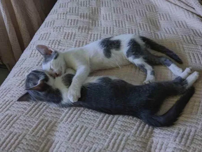 Gato raça Não sabemos  idade 2 a 6 meses nome Não tem nome 