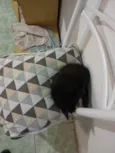Nani