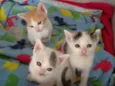 Jovem, Levi, Juma, M