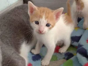 Gato raça Sem raça  idade Abaixo de 2 meses nome Joventino 