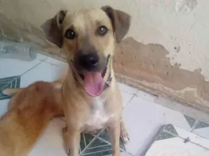 Cachorro raça Mestiça idade 3 anos nome Lili